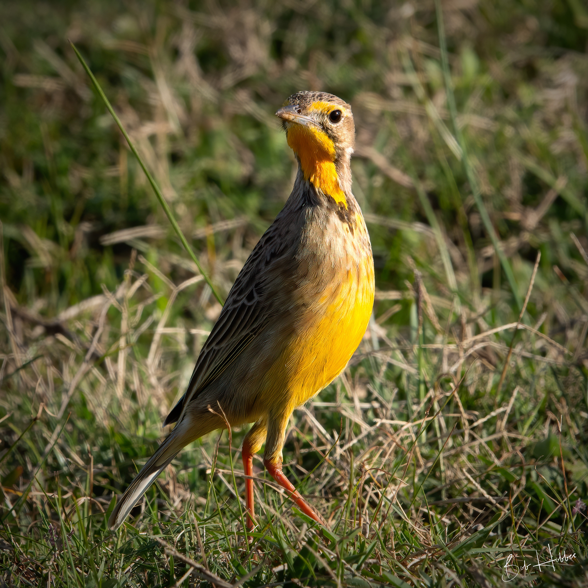 Cape Longclaw. Port Elizabeth, E Cape.