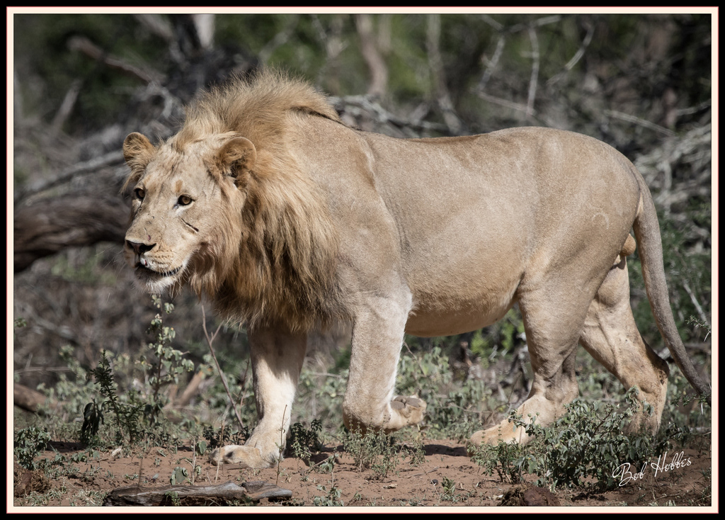 African lion at Mkhuze Wildlife Reserve, South Africa.
