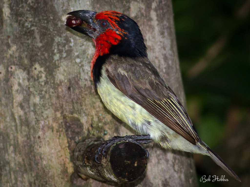 South African birds - Black-collared Barbet. Avian photography by Bob Hobbes