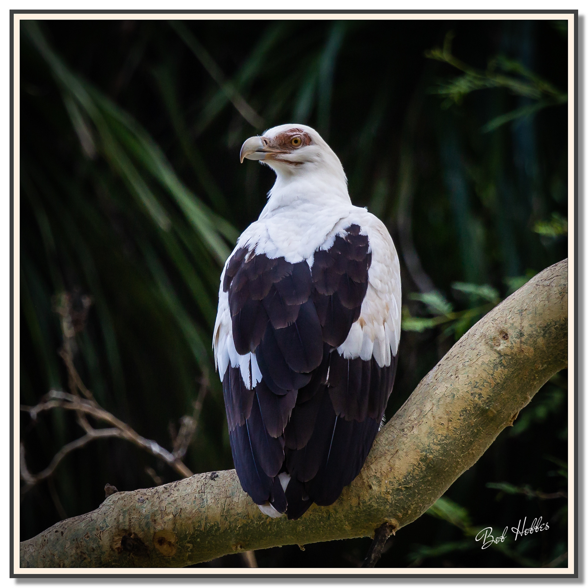 Palmnut Vulture at Riverbend Croc Farm