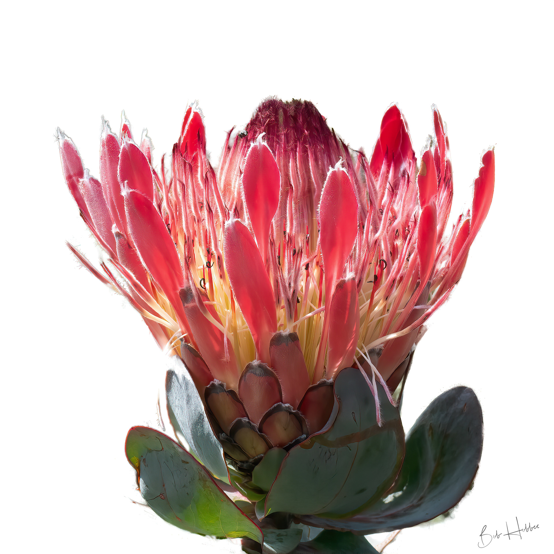 Light red Protea at van Staadens in the Eastern Cape.