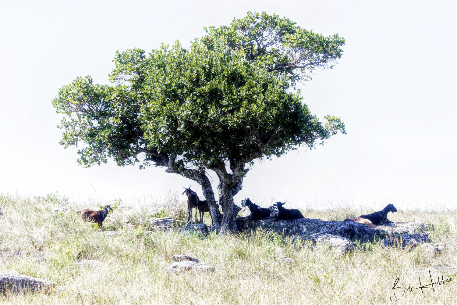 Goats near Mtentu