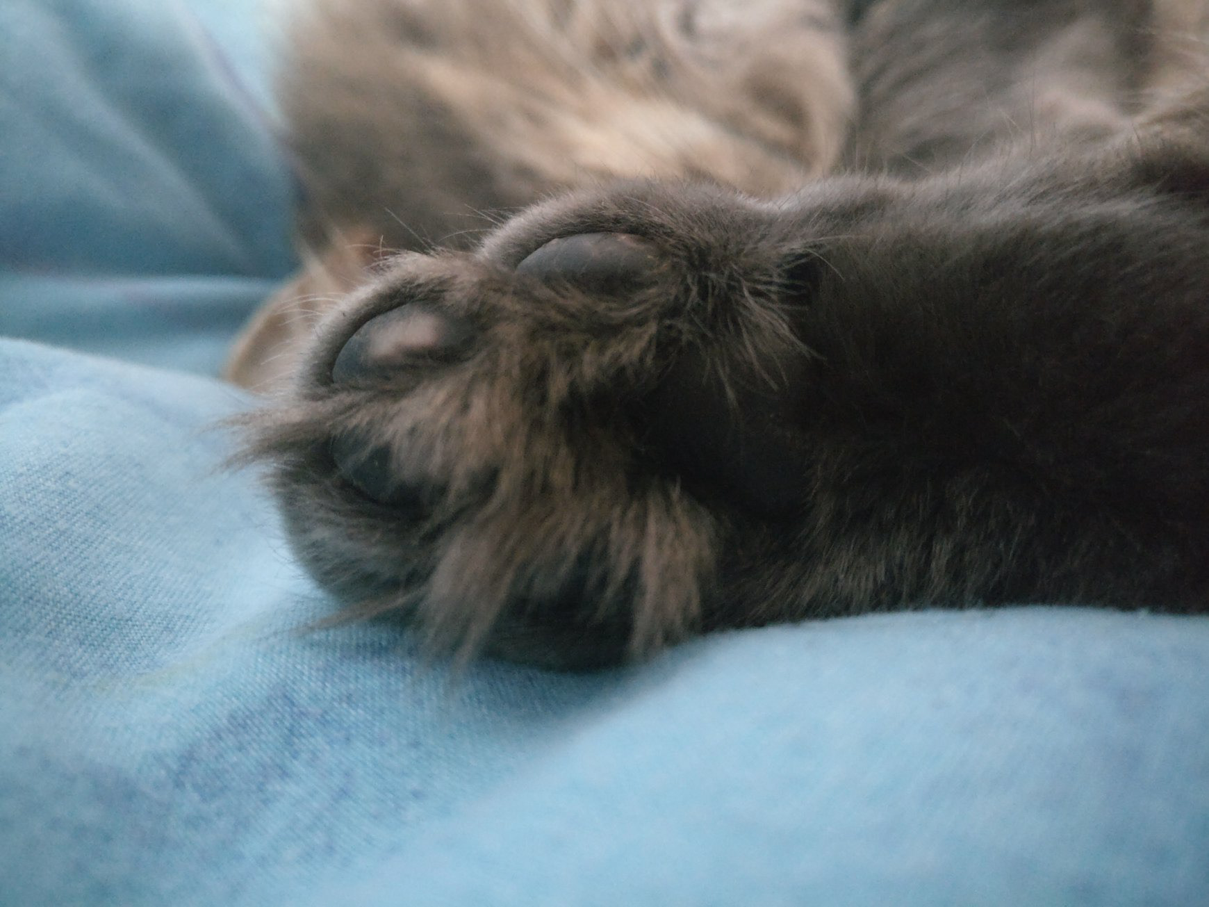 Cat's Foot