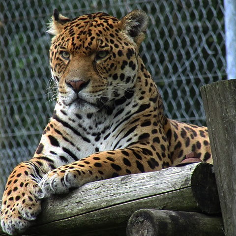 Jaguar