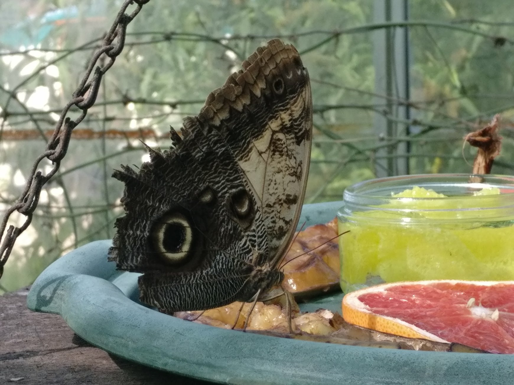 Butterfly Feeding