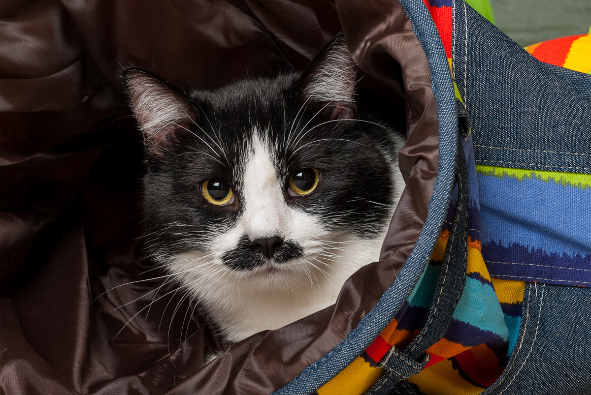 Portrait of Tuxedo cat
