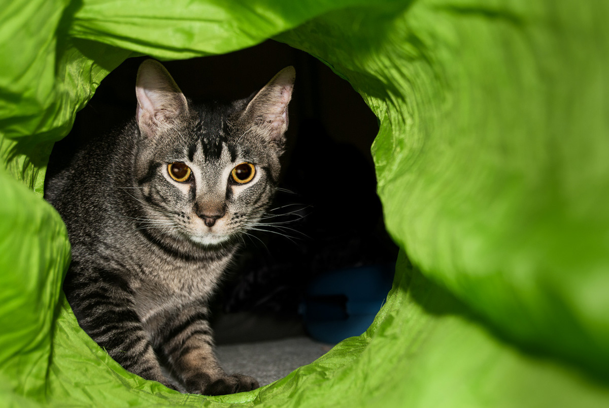 Cat portrait of tabby playing in tunnel toy