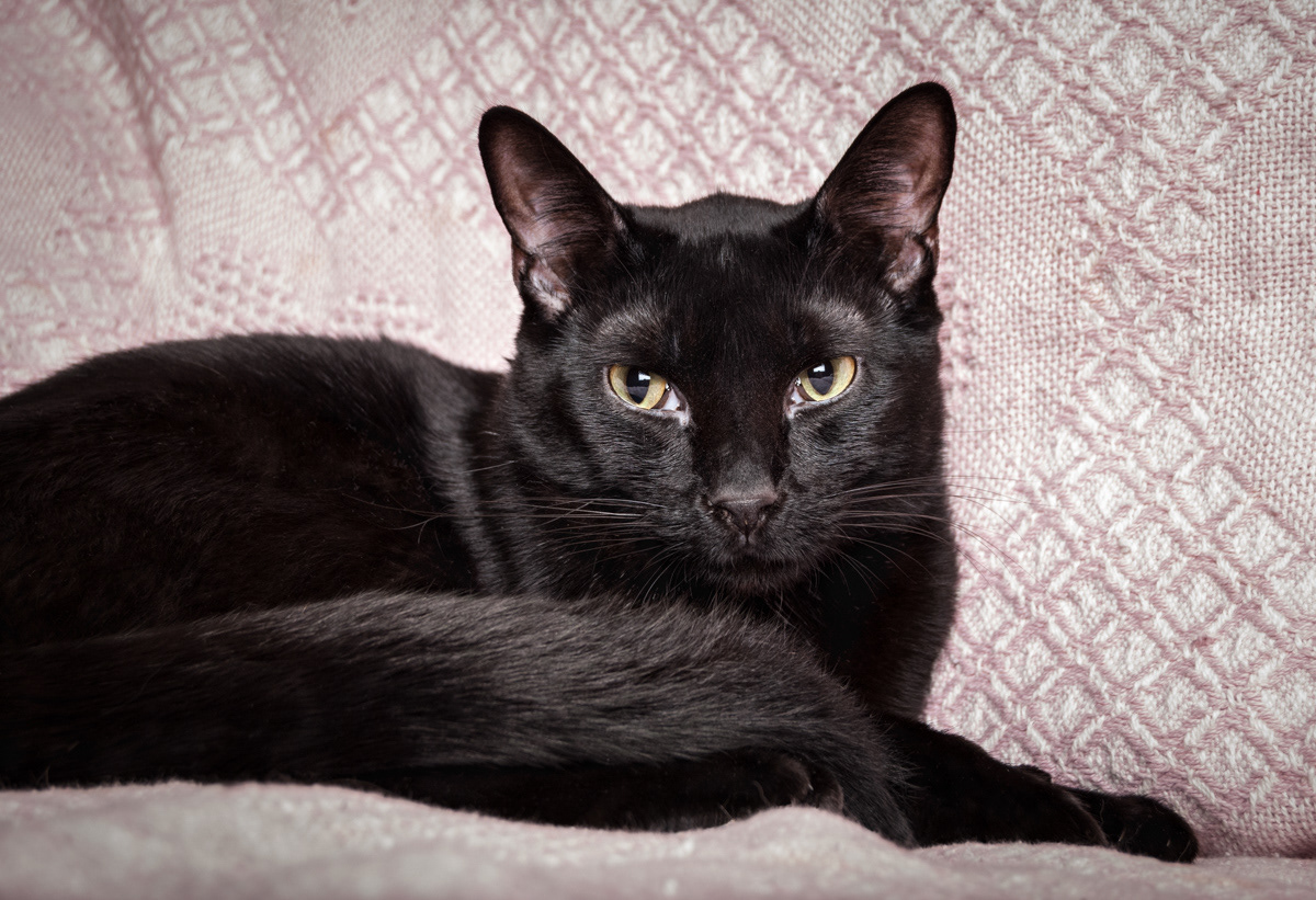 Solid black cat photograph
