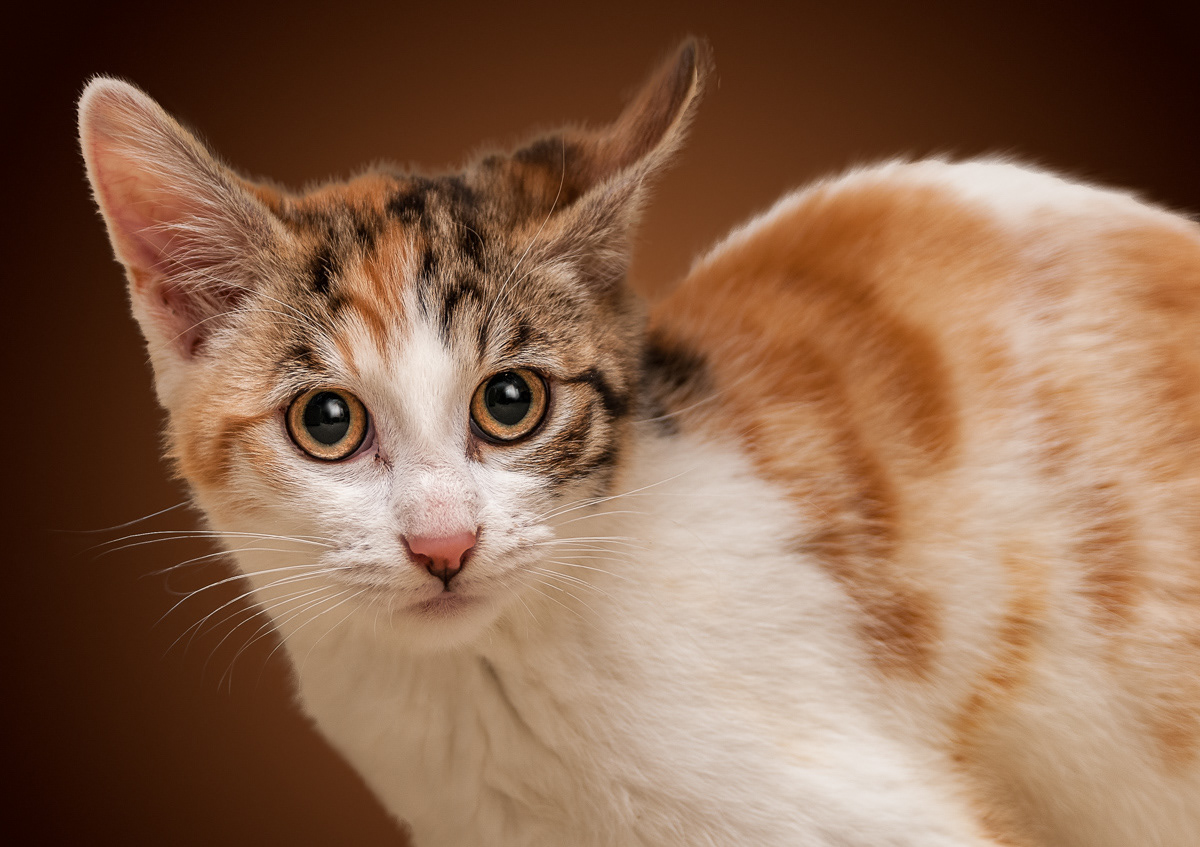 Close-up photograph of kitten by Carla Scornavacco, Chicago