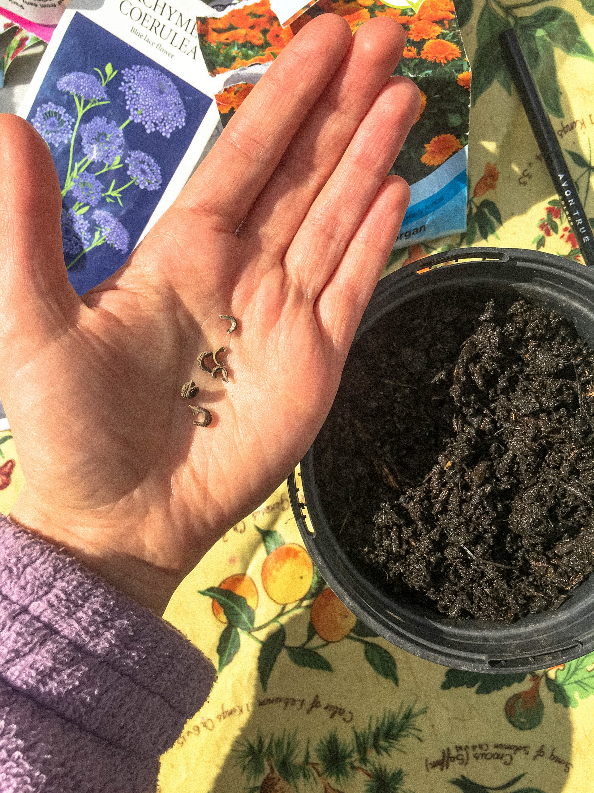 Planting calendula seeds