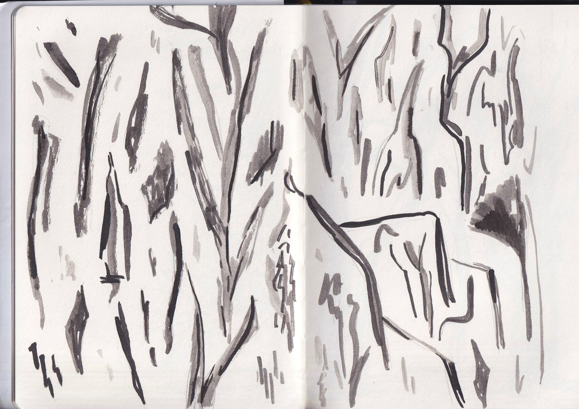 Tree bark - location drawing