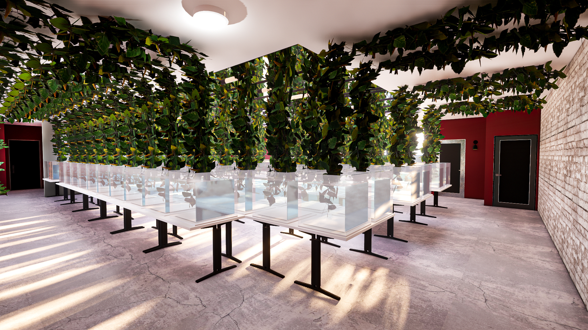 Hydroponic Hop Plants