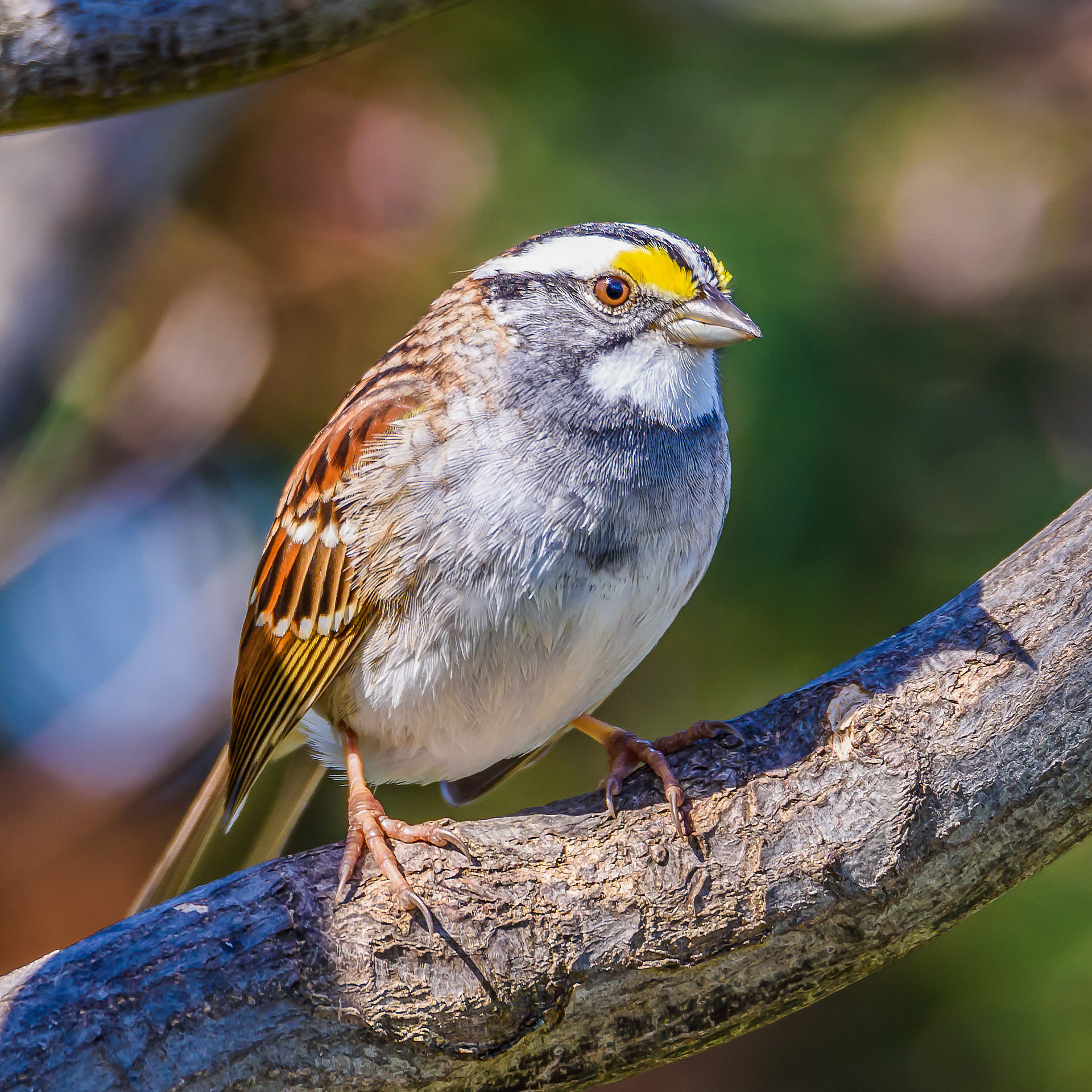 1225 Photography - White-throated Sparrow