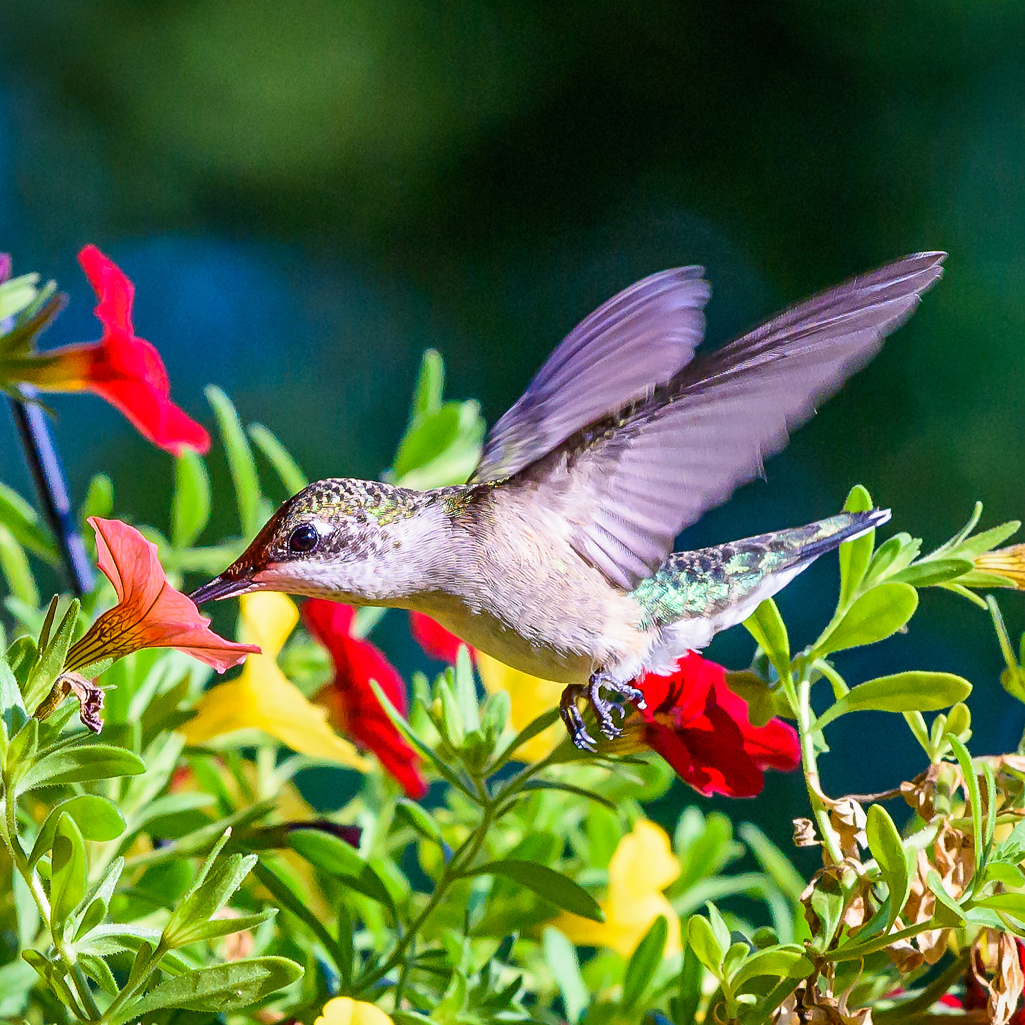 1225 Photography - Ruby-throated Hummingbird