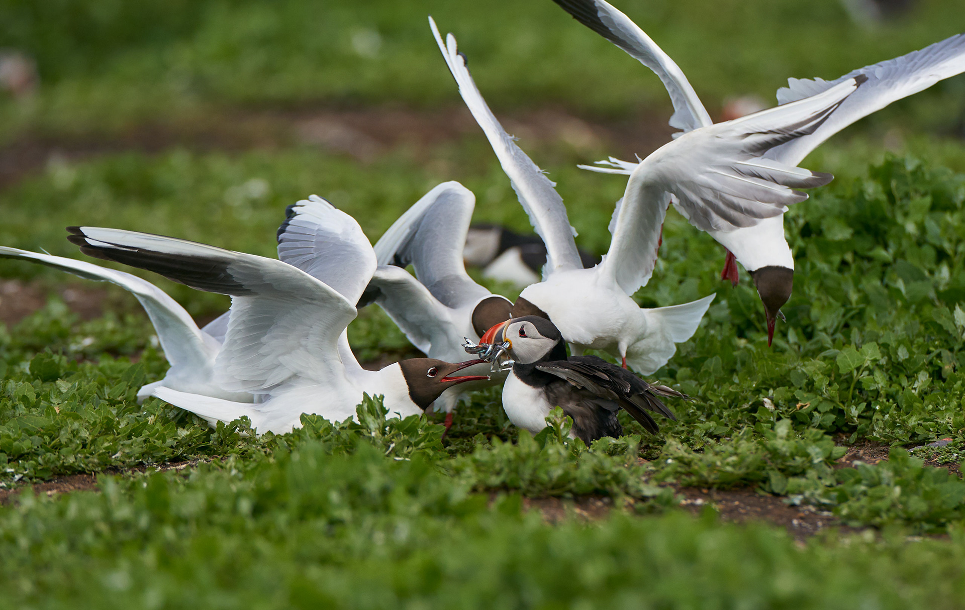 Atlantic Puffin attacked by Black-Headed Gull