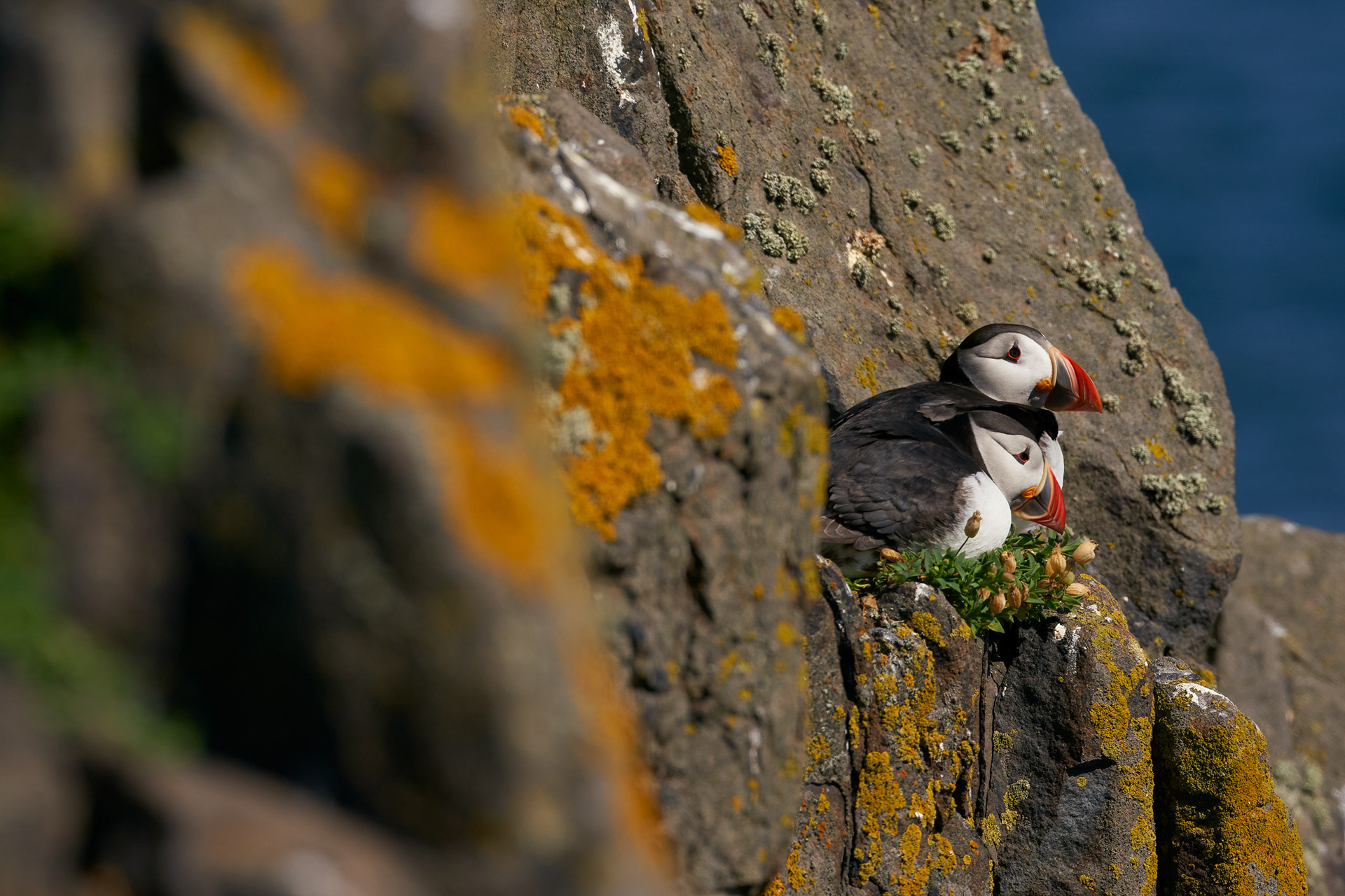 Atlantic Puffin Bonding Time