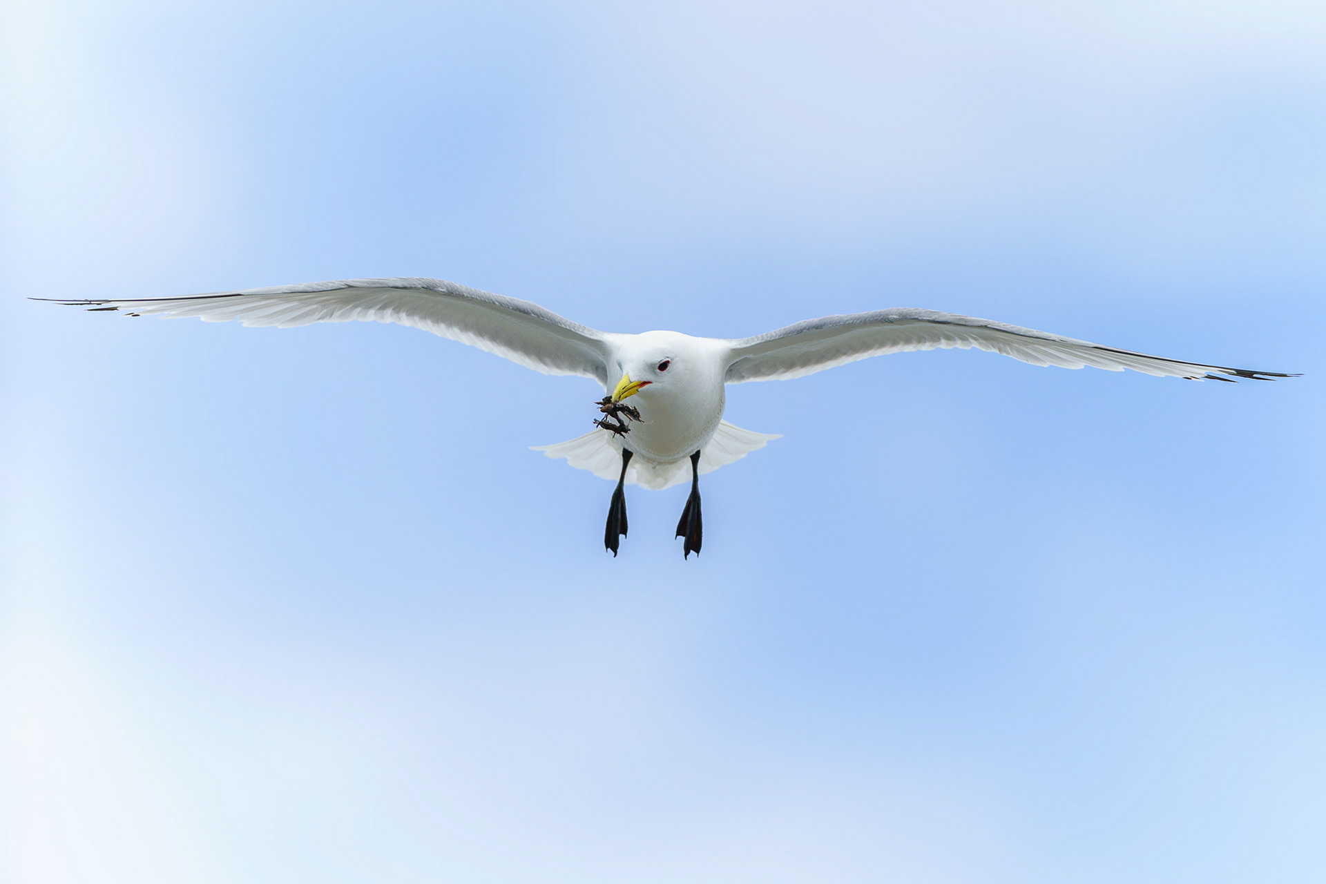 Kittiwake