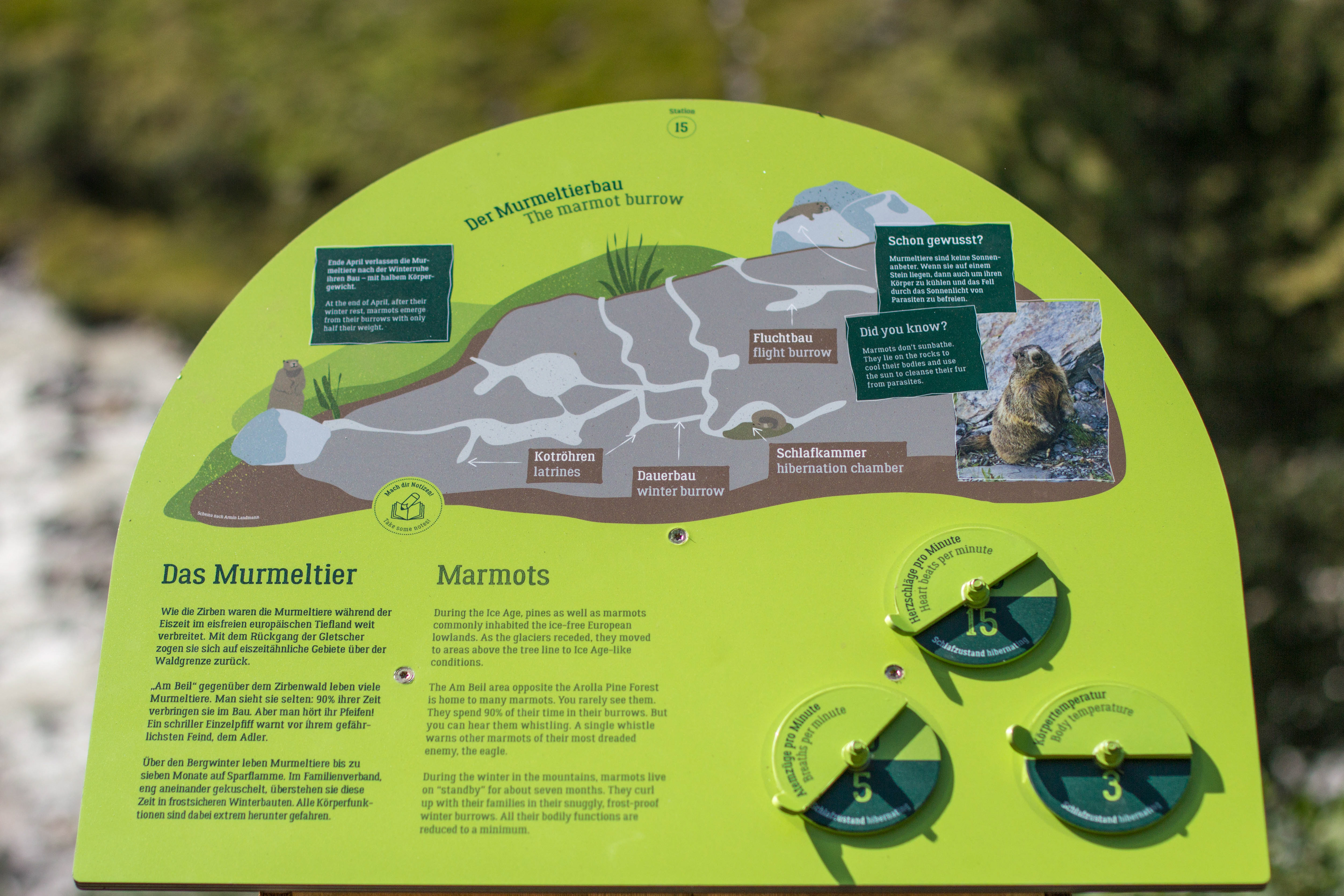 Interaktives Pult über das Murmeltier