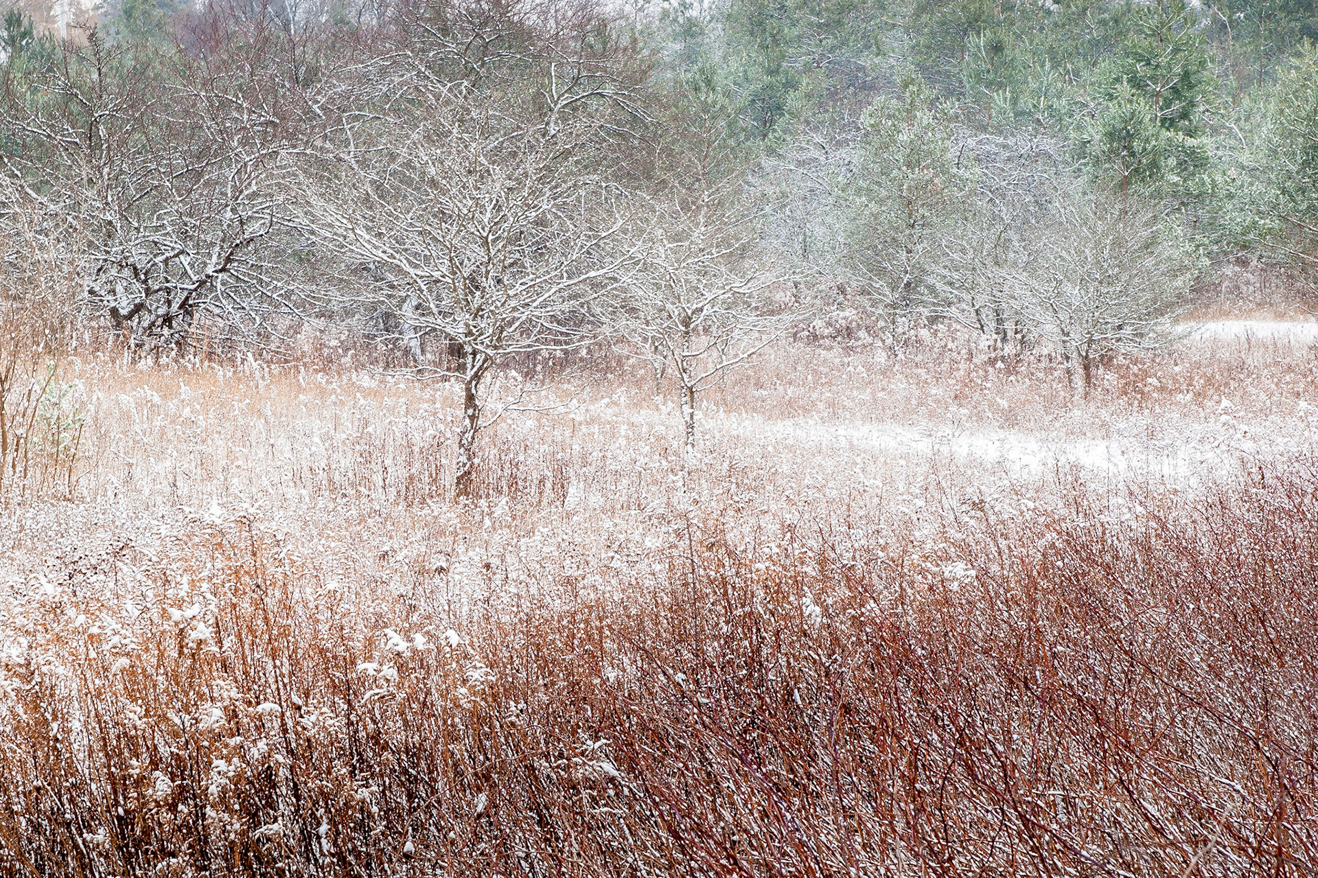 Snow-covered apple trees in ana abandonned field