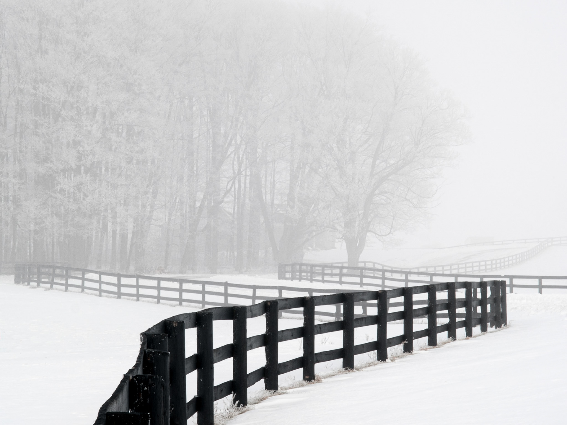 A black horse farm fence winds its way across a snowy field through the landscape back through the foggy mist to a forest of bare branch deciduous trees.