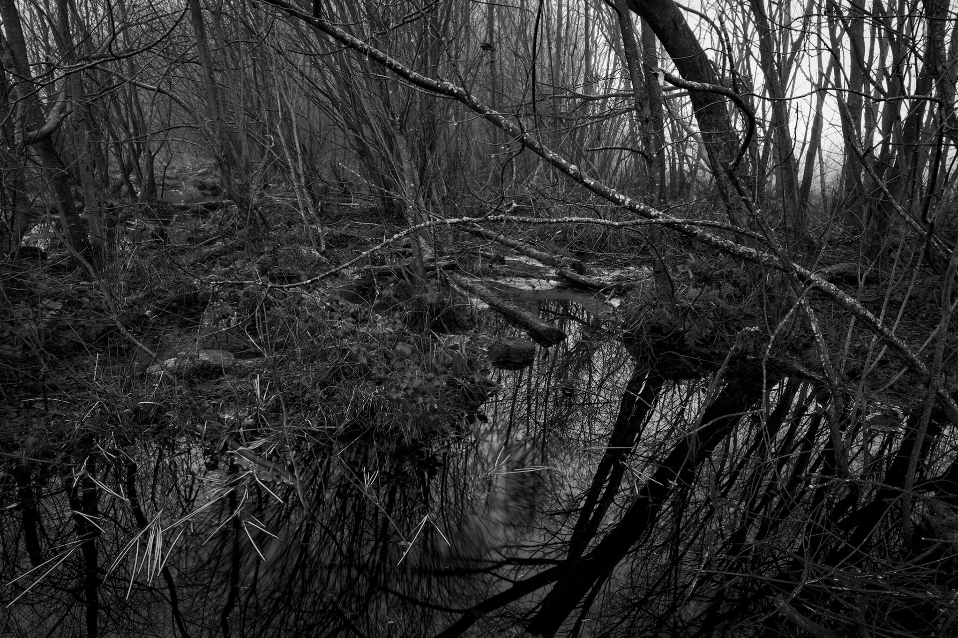 Reflections in pond