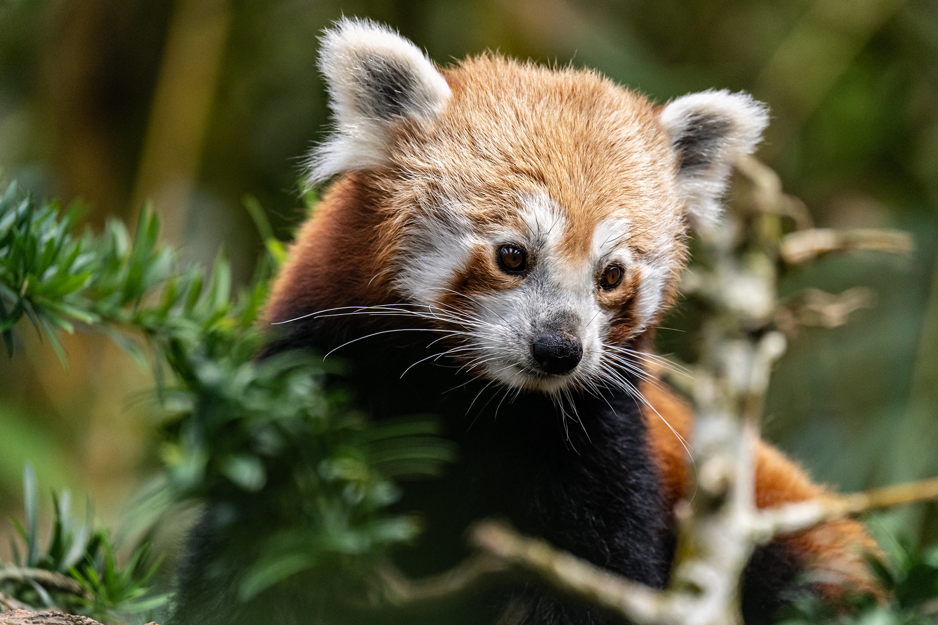 Red Panda, River Safari