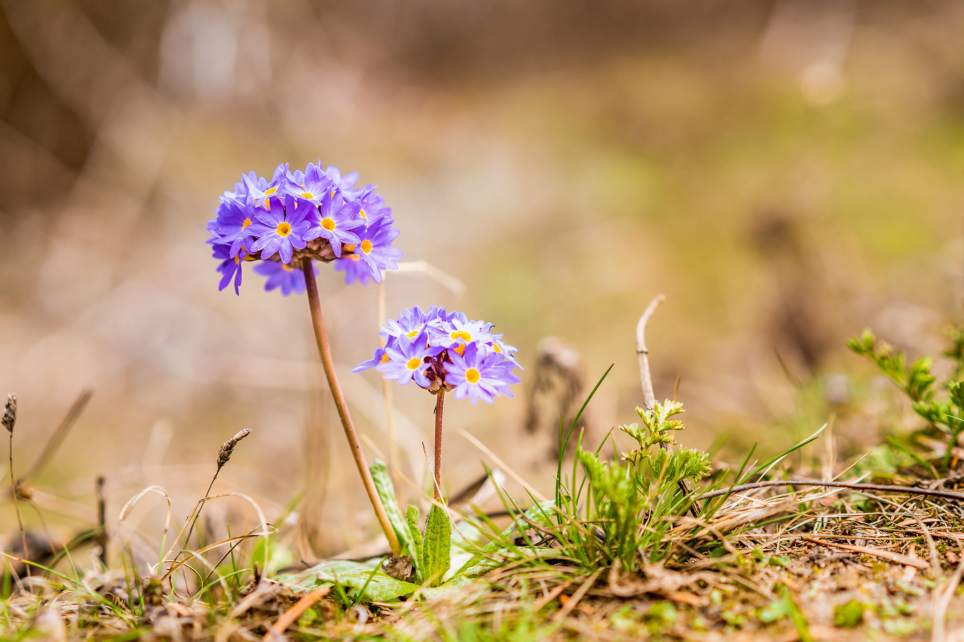 Wild mountain flowers.