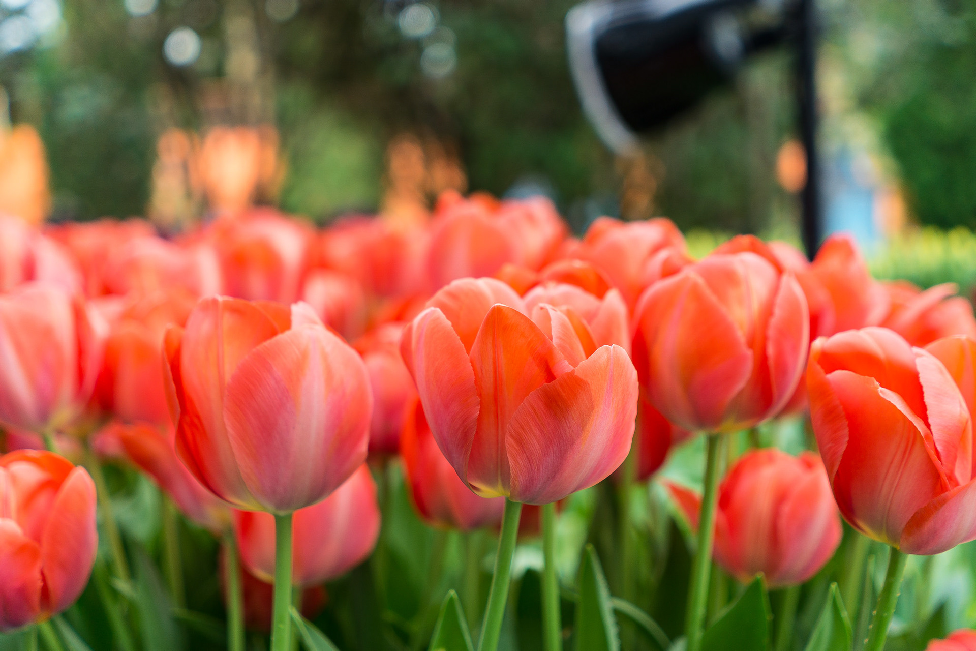 Tulip Mania 2016