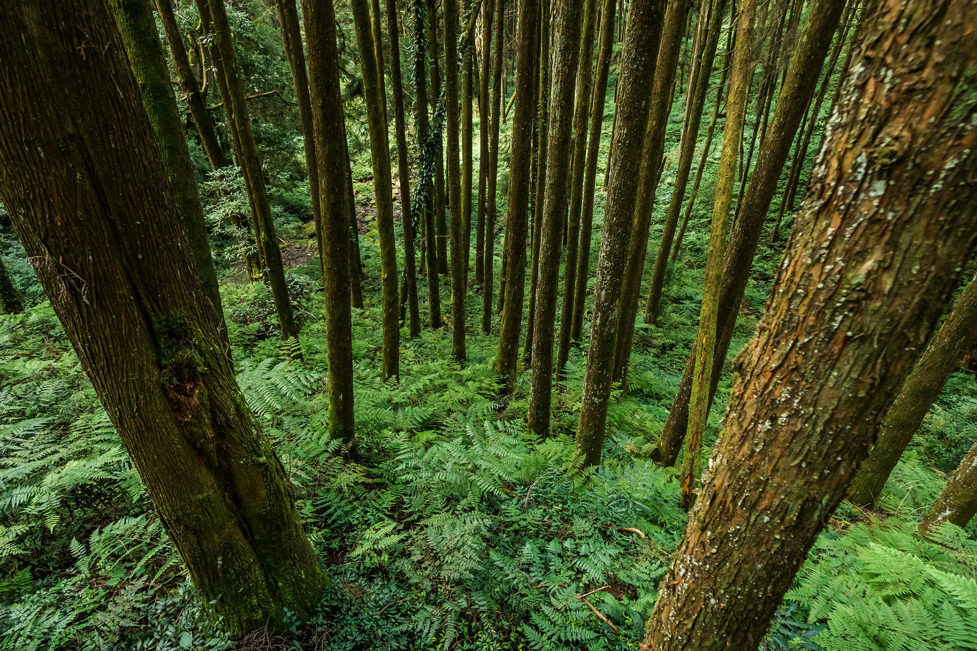 Sacred Tree Grove at Alishan National Scenic Area