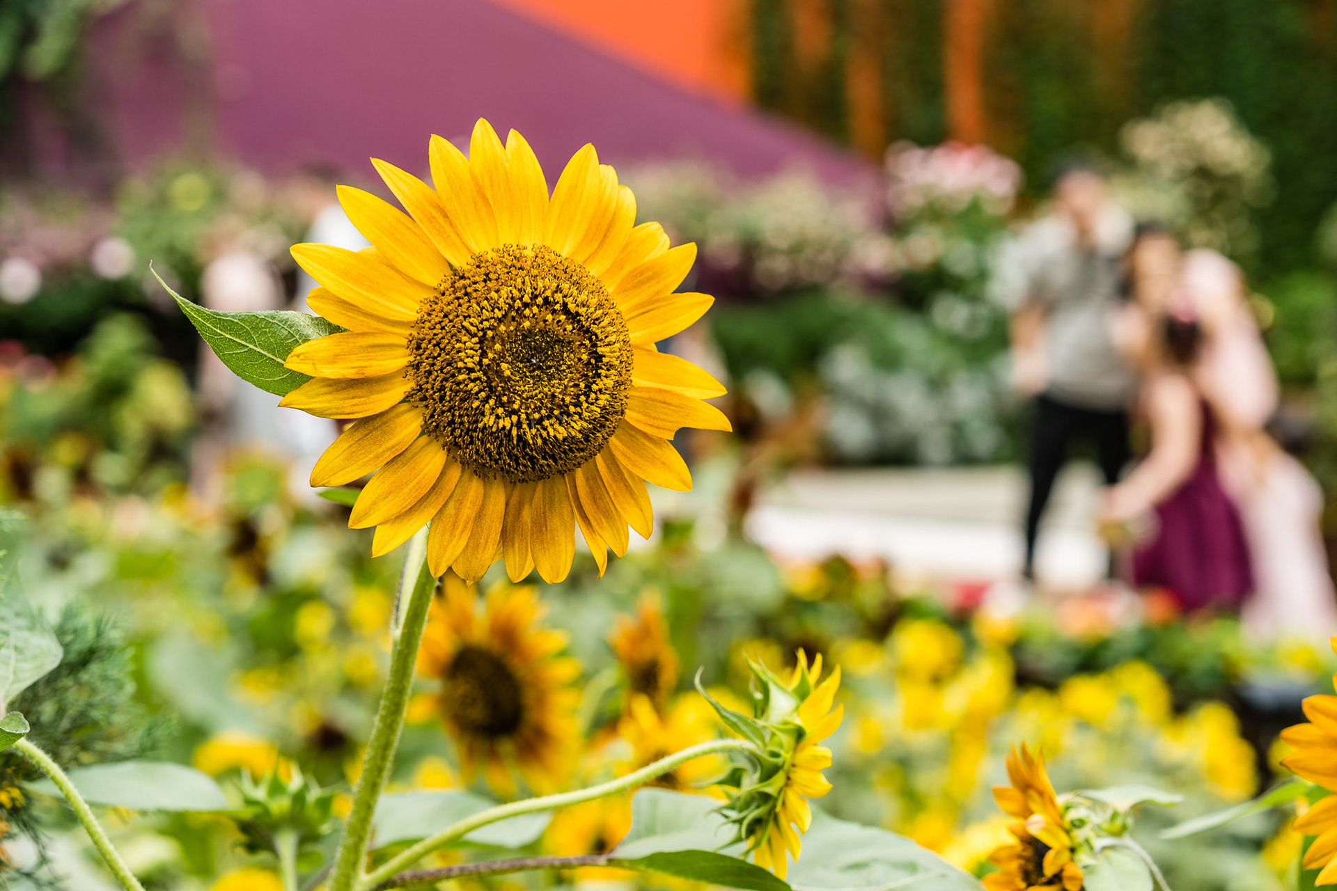 Sunflower Surprise 2018
