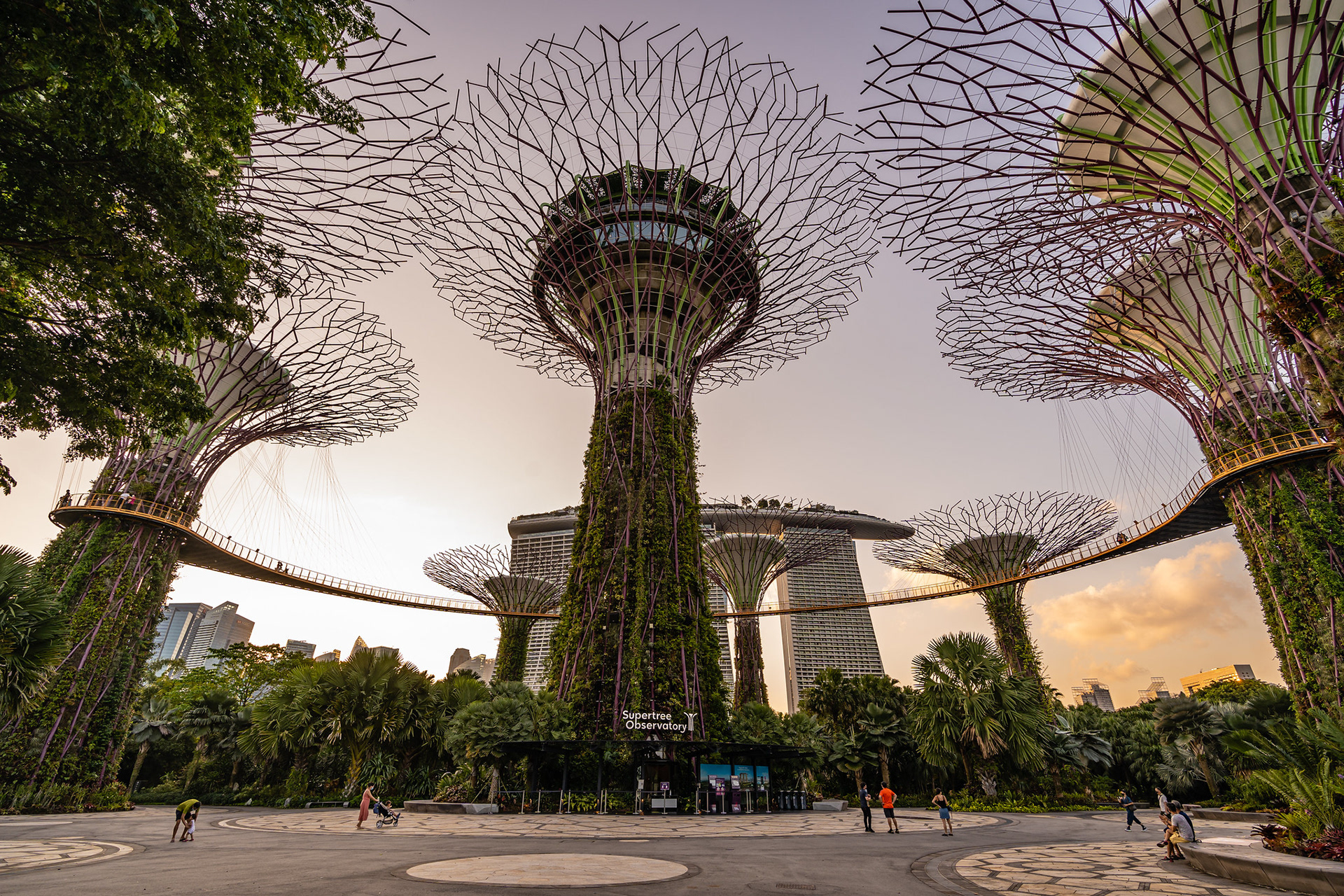 Super Tree Grove