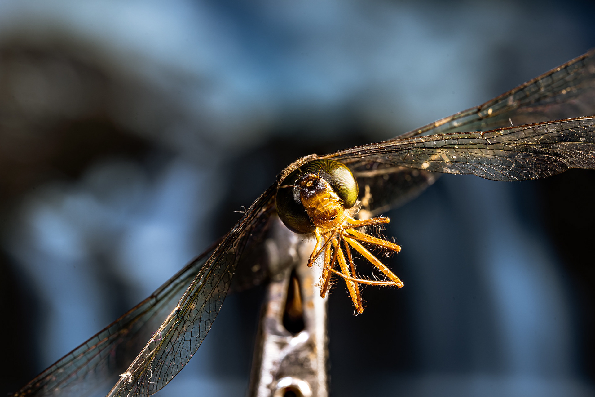 Dragonfly