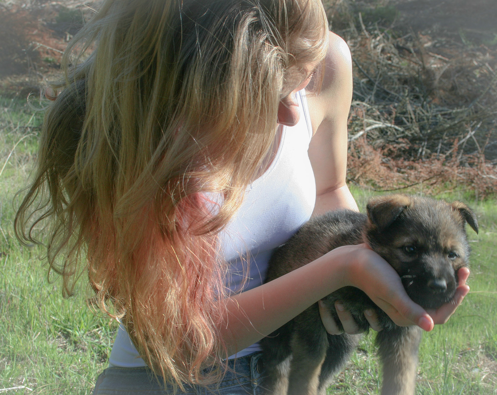Orange Collar Female 5 Weeks Old