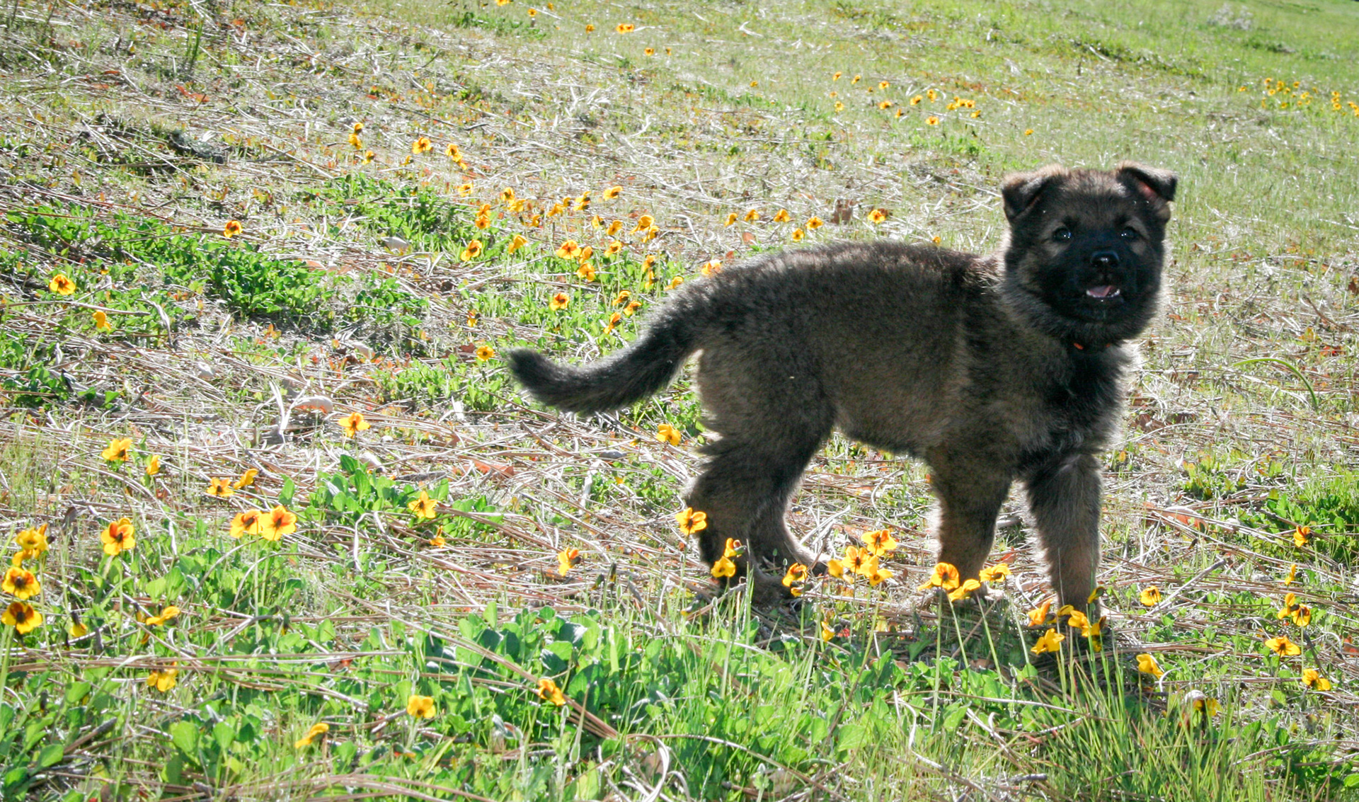 Orange Collar Female 5 Weeks Old