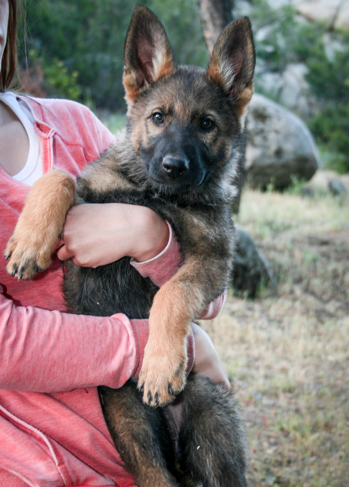 Orange Collar Female 10 Weeks Old