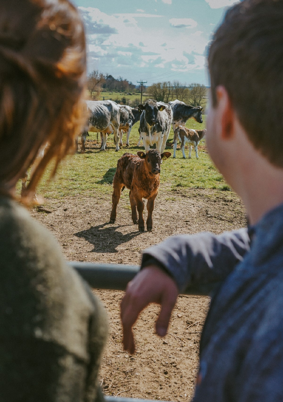 center focus on small brown baby cow with newly engaged couple taken by wedding photographer david lefebvre