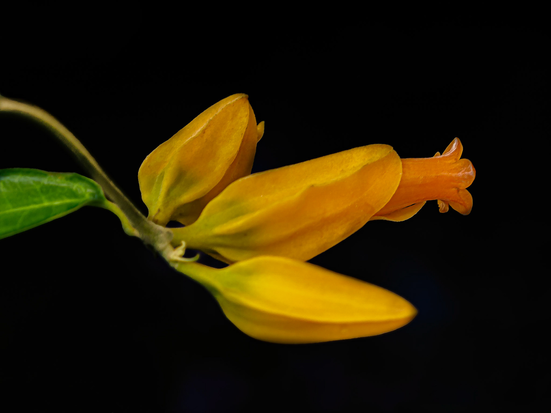 Botaniska Göteborg Augusti 2020