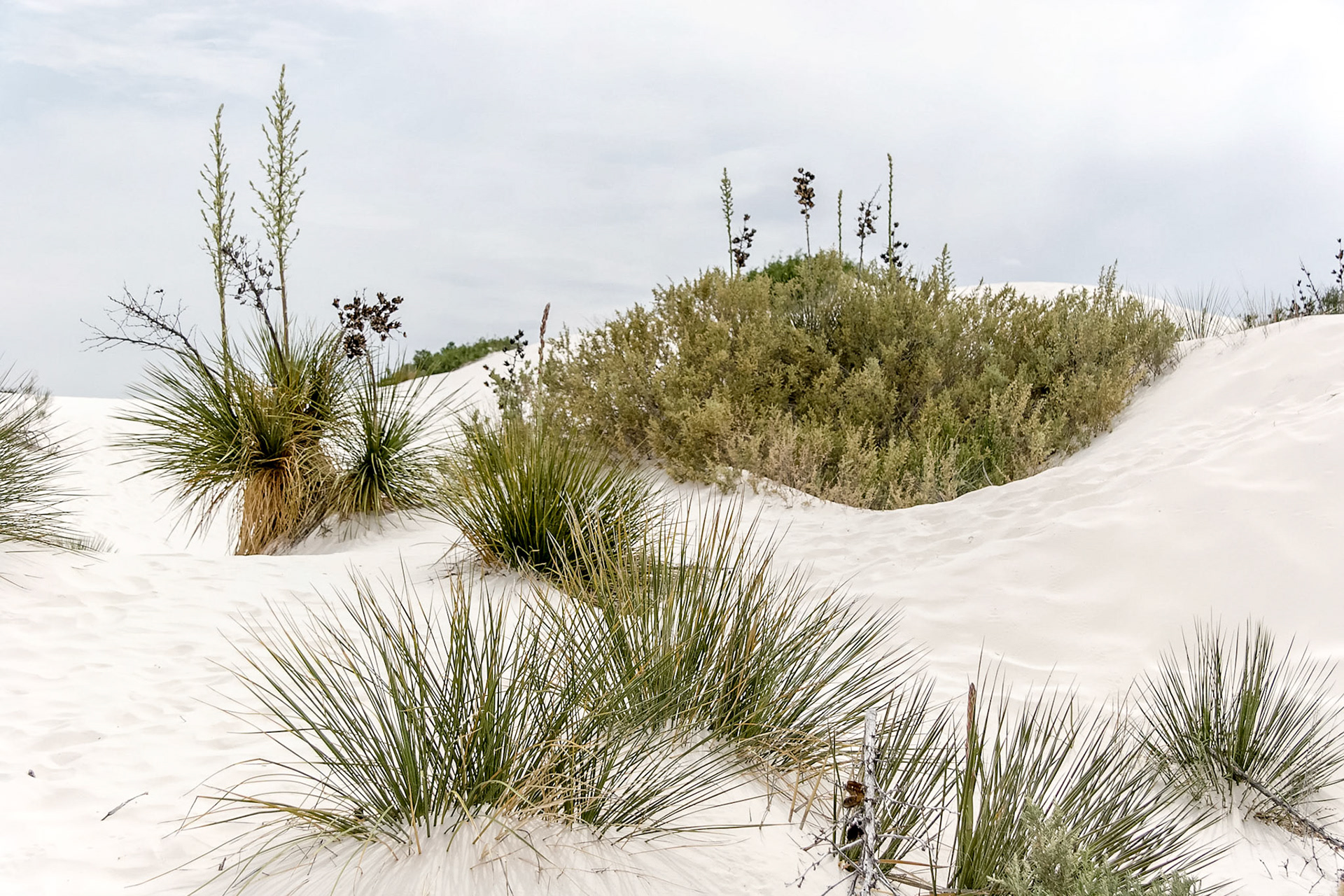White Sands National Monument, New Mexico. Rising from the heart of the Tularosa Basin is one of the world's great natural wonders - the glistening white sands of New Mexico. Great wave-like dunes of gypsum sand have engulfed 275 square miles of desert, creating the world's largest gypsum dunefield. White Sands National Monument preserves a major portion of this unique dunefield, along with the plants and animals that live here.