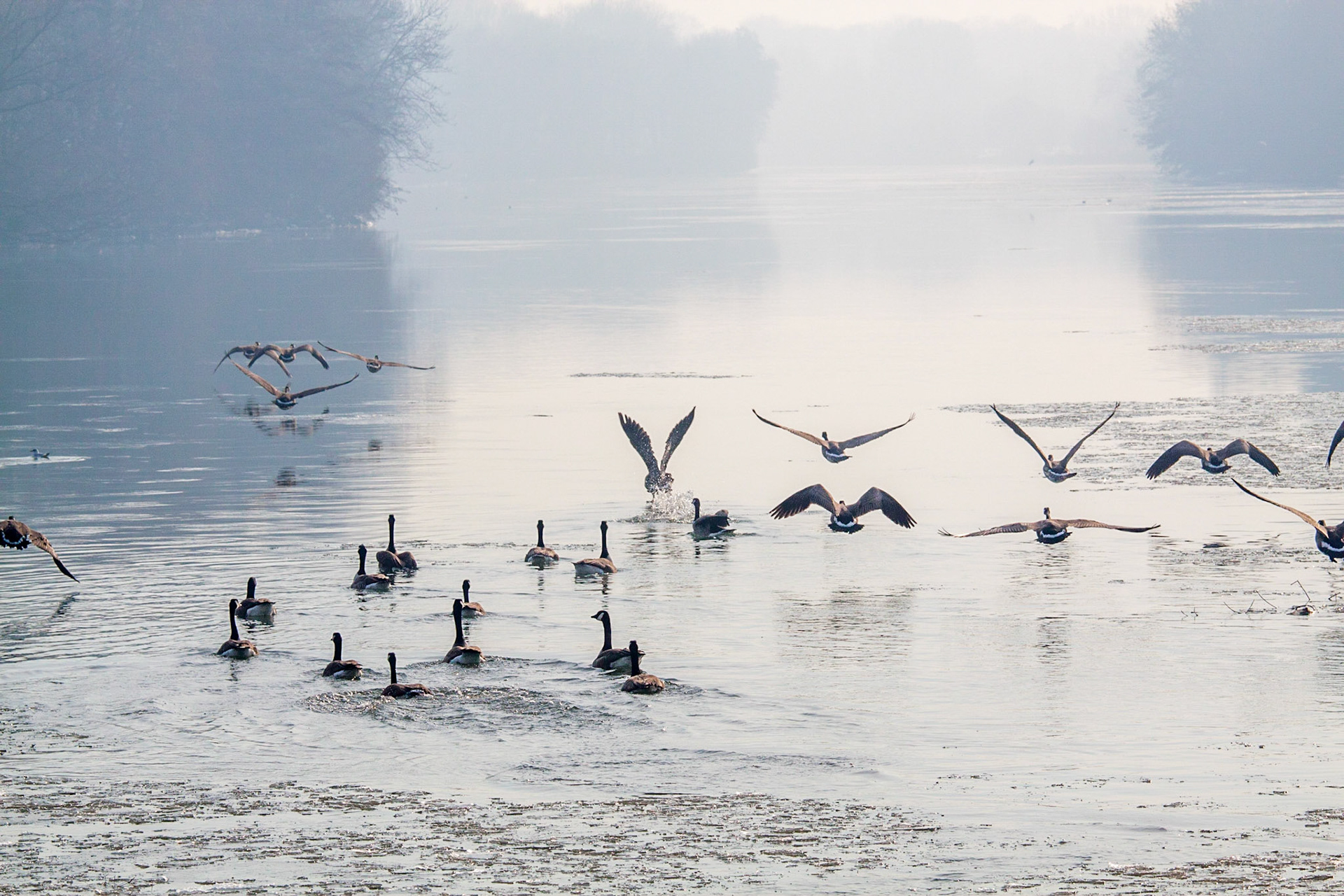 Oies Bernaches sur l'Oise, à Vauréal.