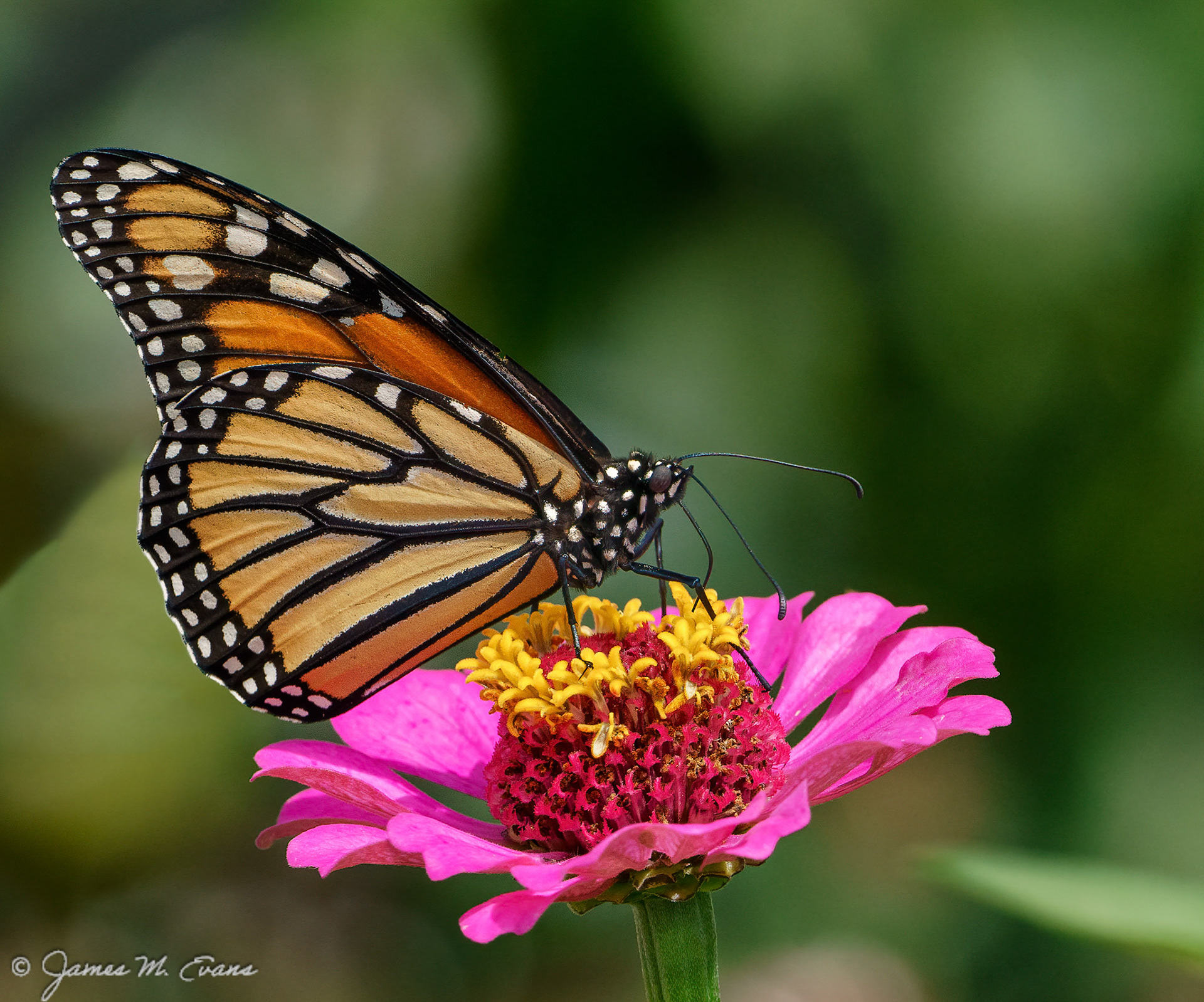 Nectar 1 - Butterfly on flower at Frelinghuysen Arboretum  in Morris Township, NJ https://www.arboretumfriends.org/