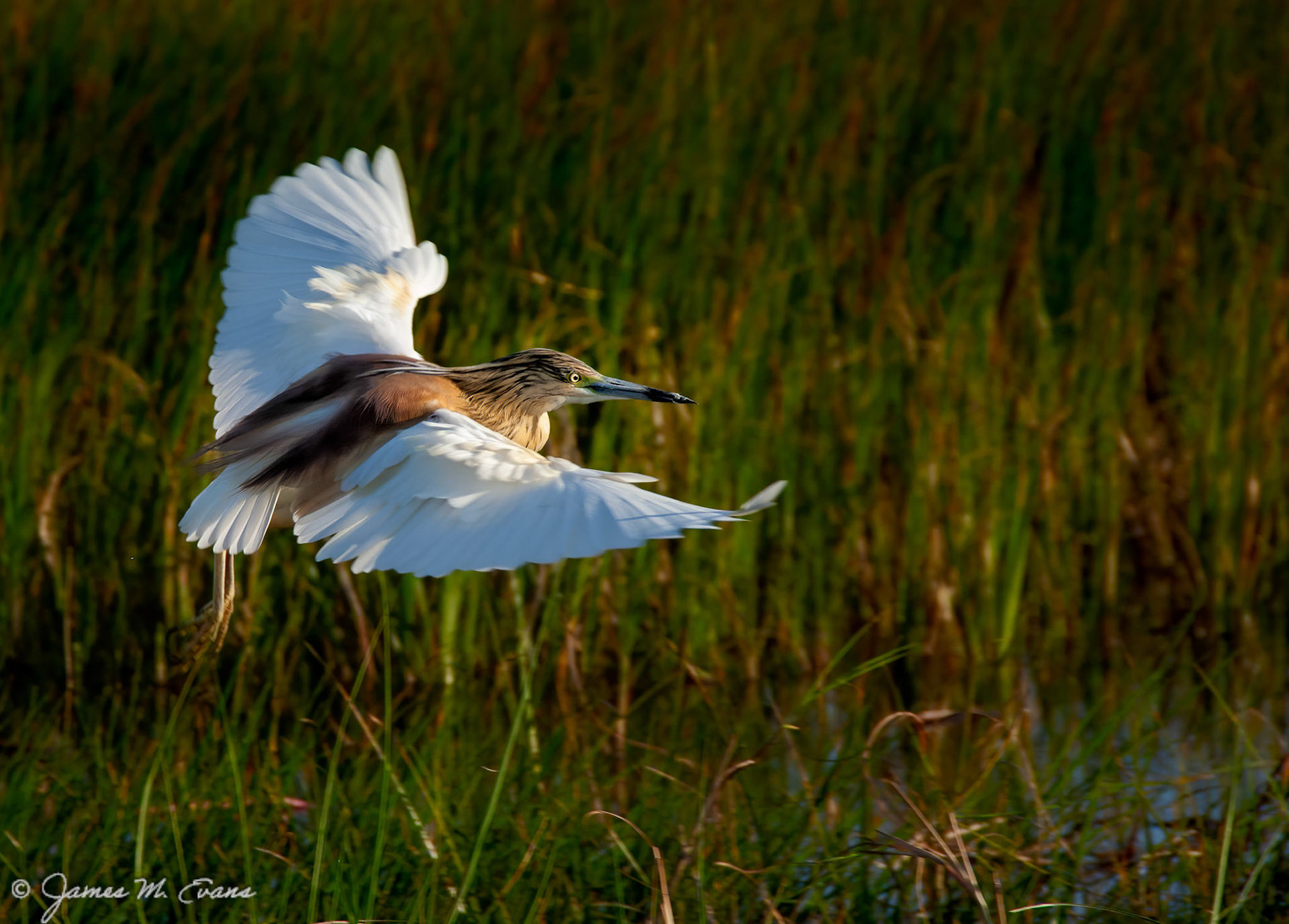 African flight - Bird in flight in the Okavanga Delta, Botswana