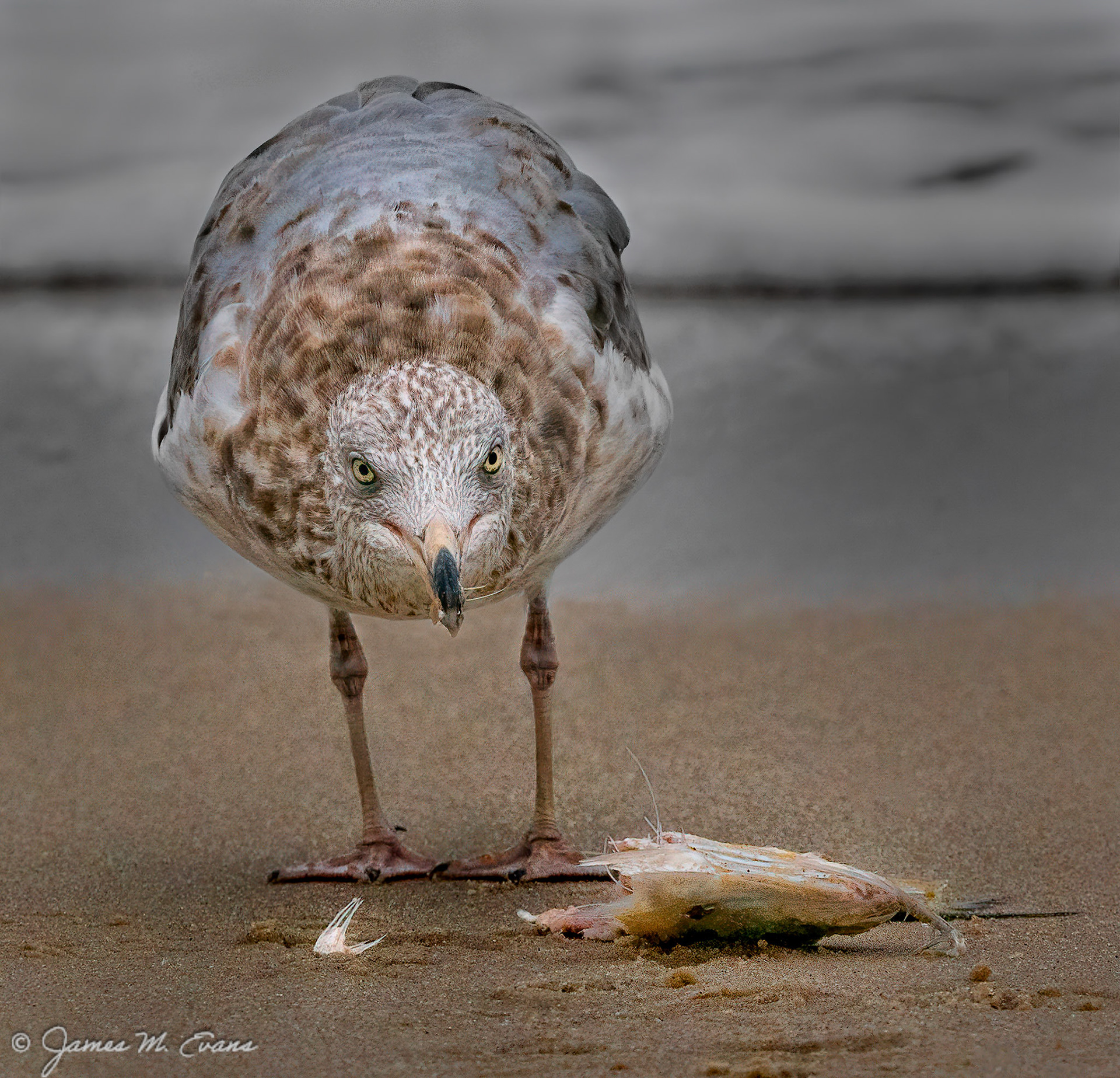 Mine! - Seagull protecting his catch at Cape May, NJ