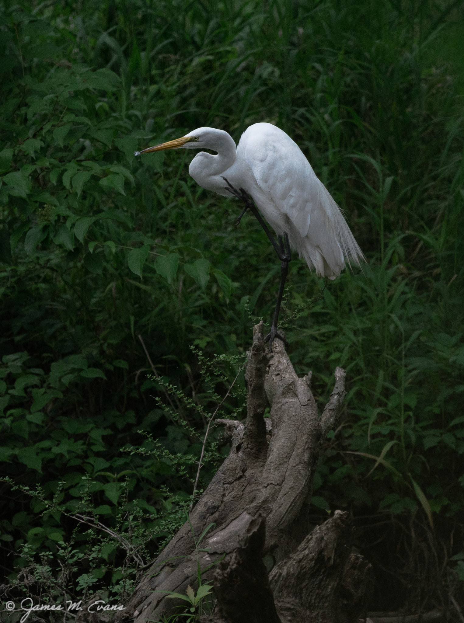 Waiting for lunch - White egret at Troy Meadows Wetlands in NJ