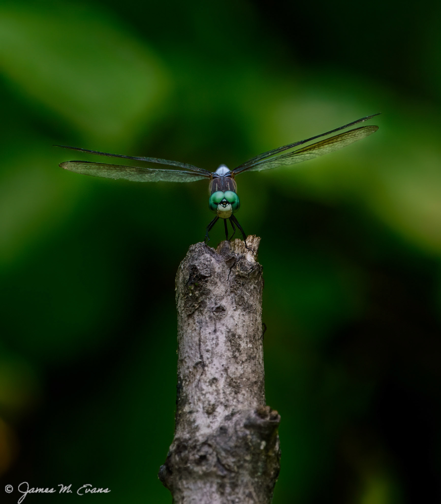 Ready for takeoff - Dragonfly at Somerset Environmental Center in NJ