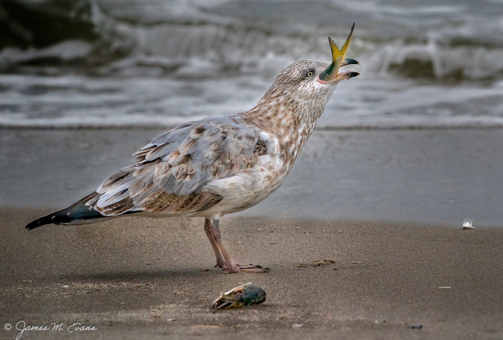 Gulp - Seagull enjoying his catch at Cape May, NJ