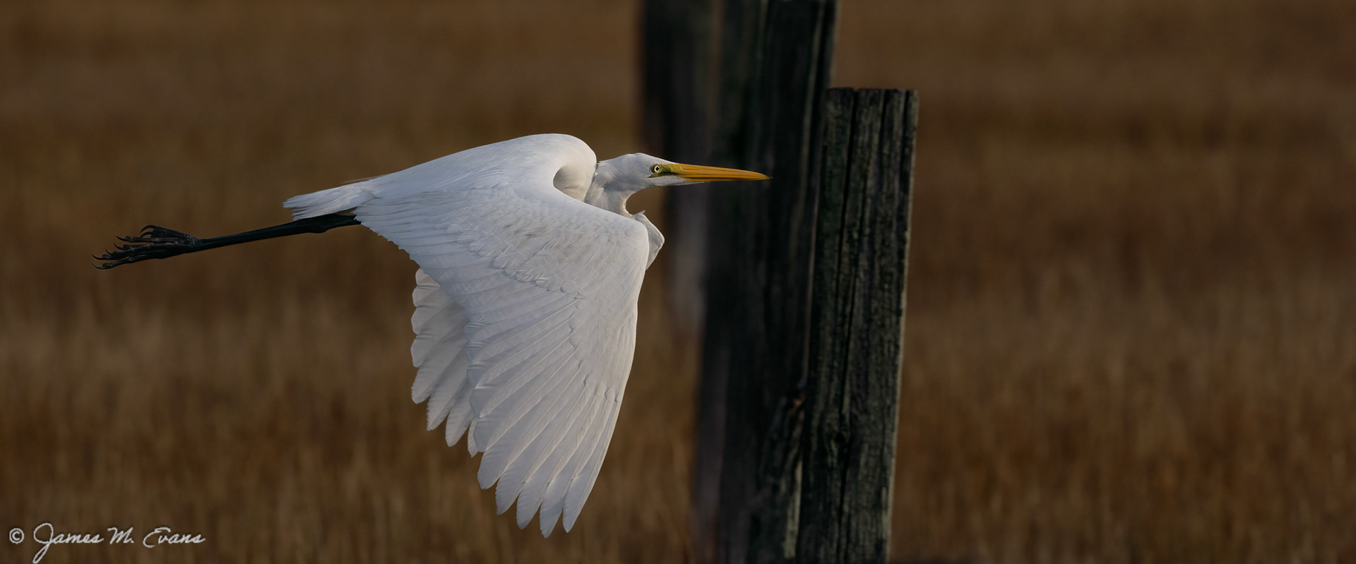 Toll gate - Great Egret in flight on Chincoteague Island in VA