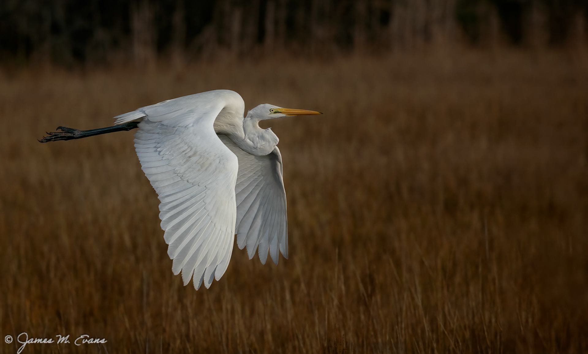 The daily commute - Great Egret in flight on Chincoteague Island in VA