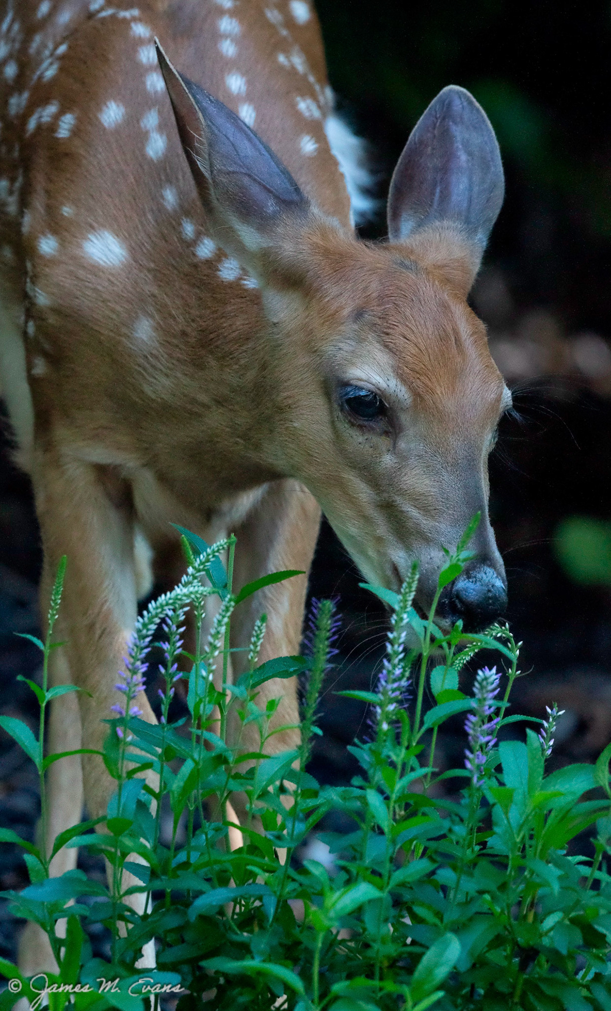 Mid-morning snack - Fawn nibbling on flowers n our garden in NJ