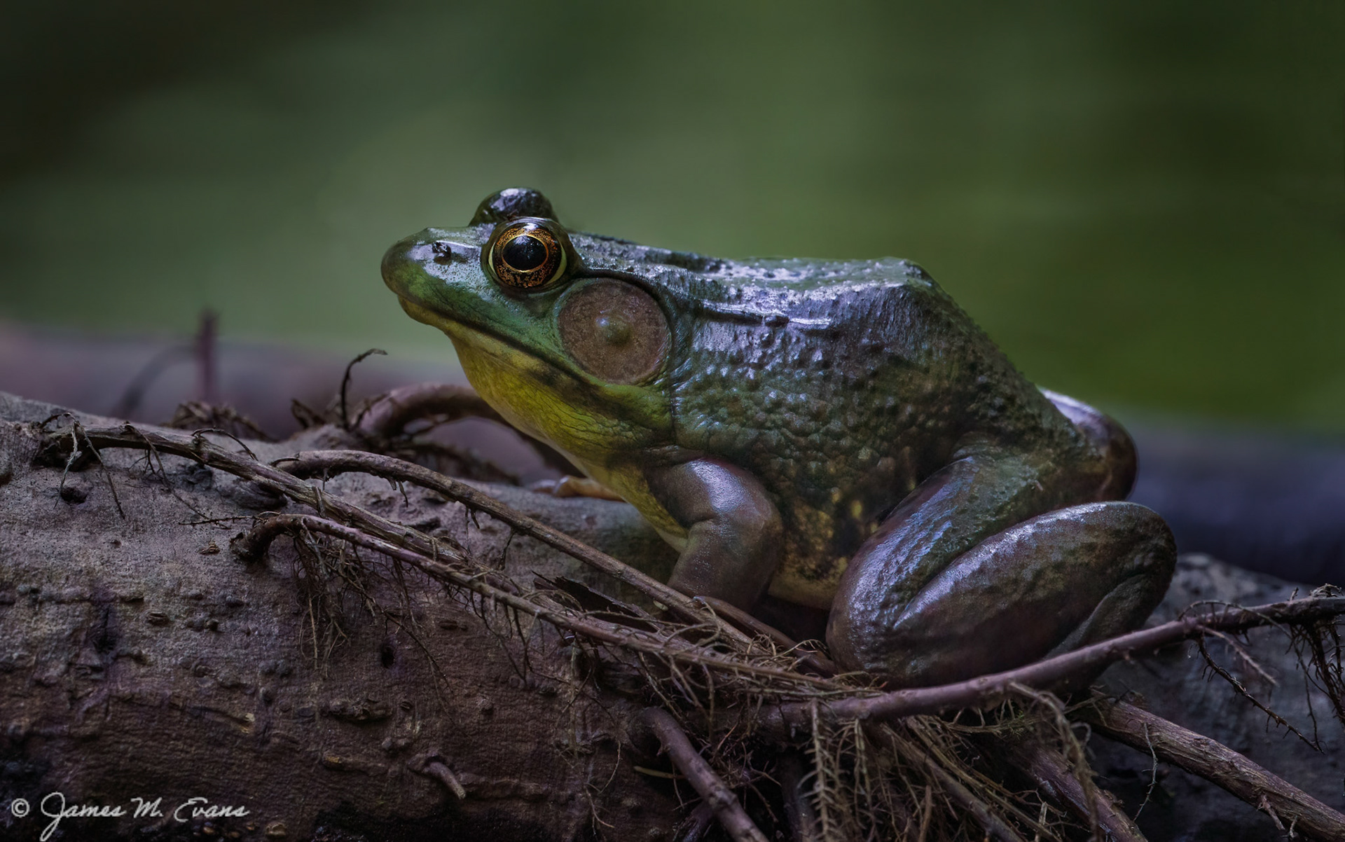 Frog on a log - Buttermilk Falls, Mendham NJ