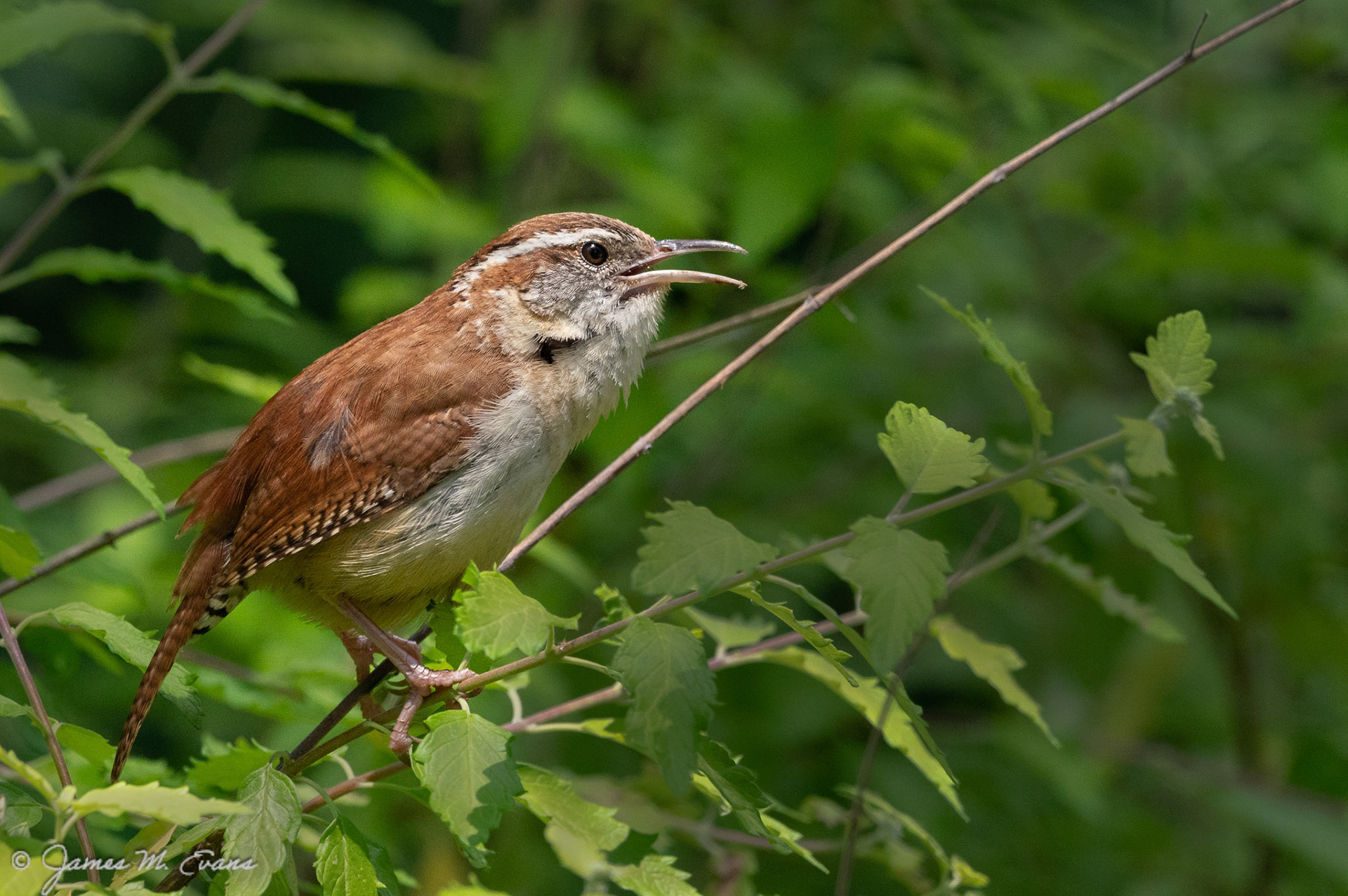 Carolina call - One of the Carolina wrens that nested on our property in NJ
